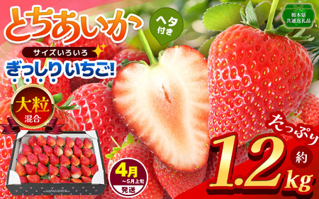 【栃木県共通返礼品】【4~5月発送分】【先行予約】ぎっしり とちあいか 大粒（サイズ不揃い） 約1.2kg | いちご とちあいか ぎっしり サイズ 不揃い 大粒 新鮮 甘い  数量 限定 美味しい 果物 共通返礼品 フルーツ デザート 栃木県 那珂川町 送料無料