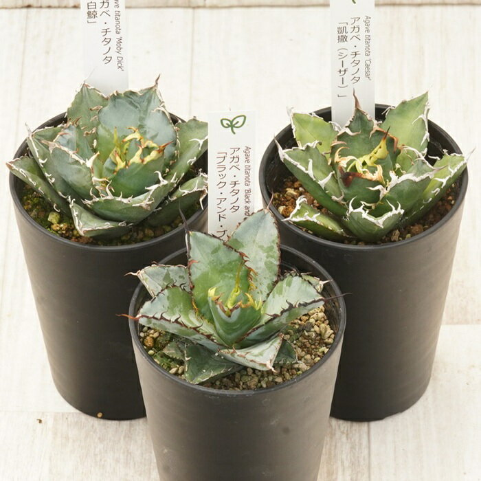 【ふるさと納税】多肉植物 インテリア アガベ チタノタ銘品3種 セット 3.5号鉢 白鯨 シーザー ブラック＆ブルー 四国ガーデン 人気 観葉植物 グリーン リラックス 伊予市｜D54