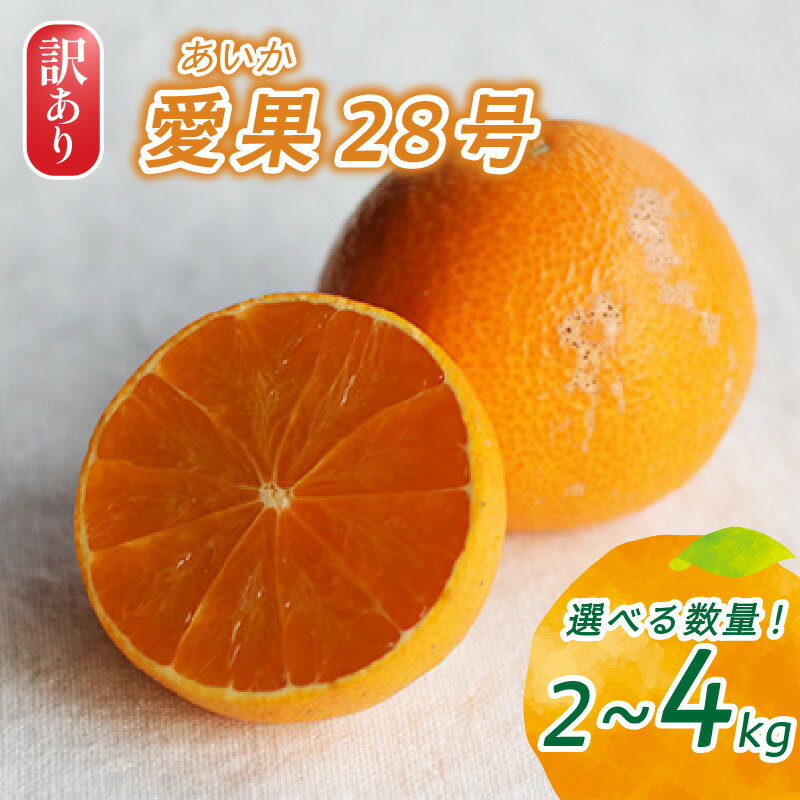 【ふるさと納税】 訳あり 愛果28号 家庭用 2kg / 4kg 【2025年12月頃から発送】 | 紅まどんな と同品種 まどんな 数量選択可 あいか みかん 数量限定 みかん 愛媛県産 みかん 愛果28号 松山市 みかん 中島 みかん 愛果28号 みかん 蜜柑 愛果28号 ミカン みかん 旬 愛果28号