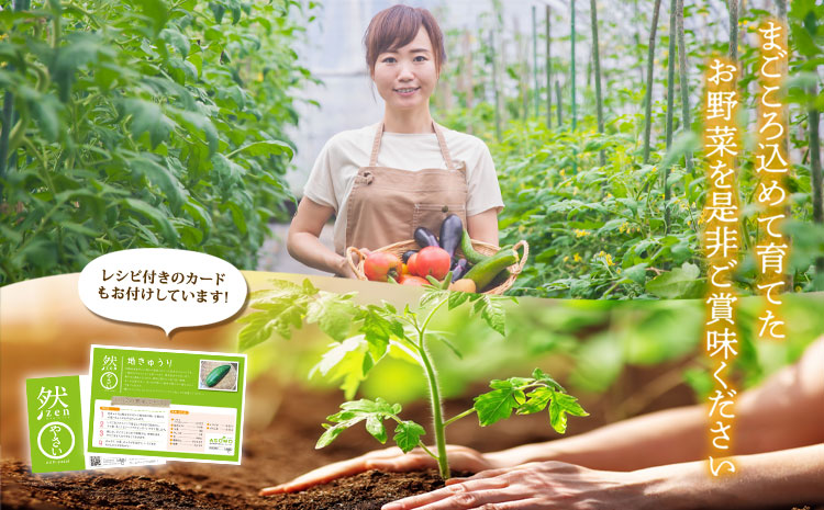 【定期便 全6回】<畑から直送>季節のお野菜セット XLサイズ  野菜 10〜12品  詰め合わせ 新鮮 減農薬 高原 旬 産地直送 採れたて 甘い 美味しい 人気 安心 安全 熊本県 阿蘇市