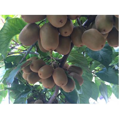 ふるさと納税 坂出市 さぬきキウイっこ　約2kg |  | 02