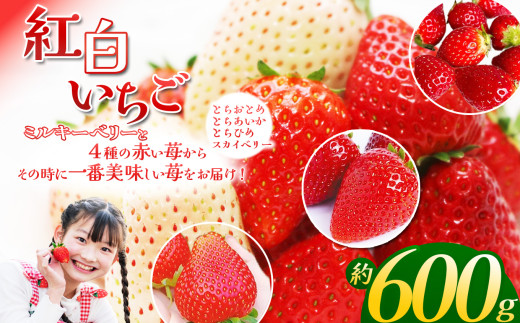 【2026/27 先行予約】何度も食べたくなる！ 高級 紅白 いちご 食べ比べ セット 600g | イチゴ フルーツ 果物 旬 とちあいか とちおとめ スカイベリー とちひめ ミルキーベリー 栃木県 下野市