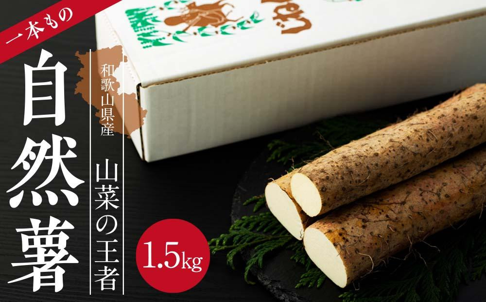 
                  山菜の王者　和歌山県産　一本ものジネンジョ　（ 約1.5キロ）
                