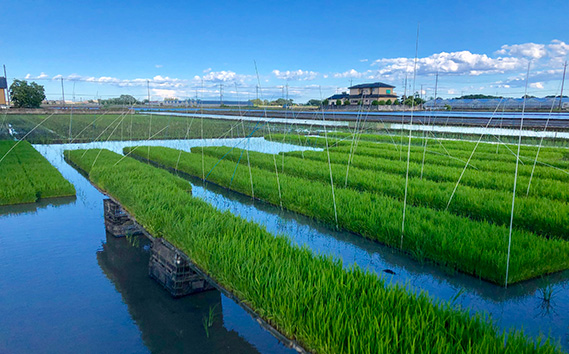 特別栽培　彩のかがやき　精米５kg No.301