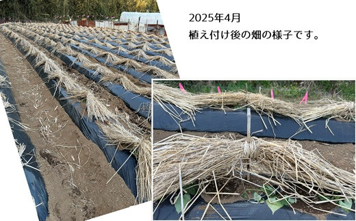 植え付け直後は、直射日光と雨が直接あたらないよう藁をかぶせます