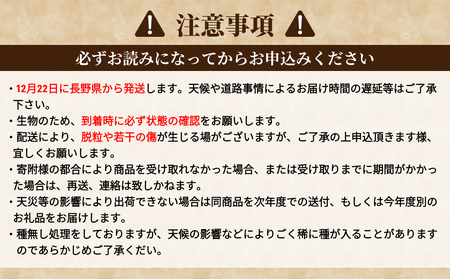 【鐘美館】標高750mで育ったクリスマスシャインマスカット1キロ以上（2～3房） ※2025年12月22日発送