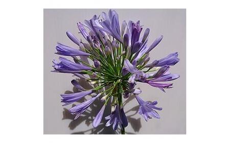 緑の力で地球を元気に!【アガパンサス紫花】15cmポット　高さ30cm前後　単品