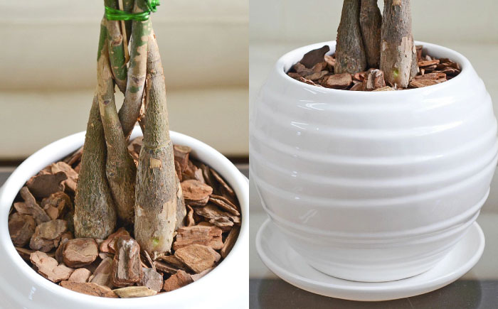 観葉植物 パキラ 編み込み ボール形 陶器鉢植え/ 観葉 植物 インテリア おしゃれ プレゼント/大村市/琴花園 [ACYK041]
