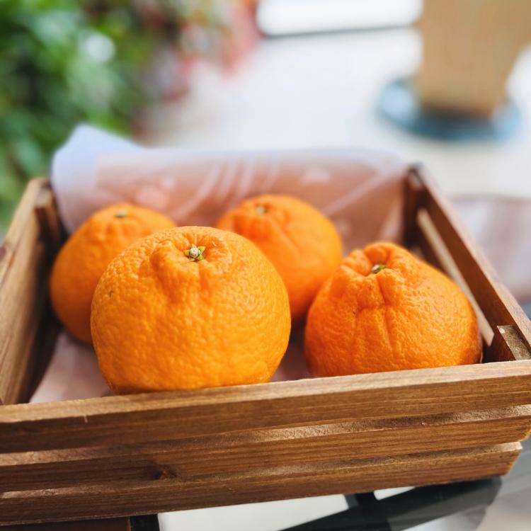 【ふるさと納税】有田育ちの濃厚不知火(ご家庭用) 約2.5kg［先行予約］［MS40］ | フルーツ 果物 くだもの 食品 人気 おすすめ 送料無料 農家直送