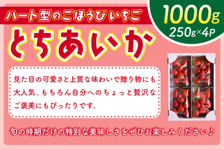 【2026年1月発送開始】【先行予約】ハート型のご褒美いちご とちあいか 合計1kg (250ｇ×4パック) | 栃木県 ふるさと納税 いちご イチゴ 苺 果物 フルーツ とちあいか 熟成 ご褒美 ハ