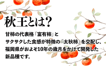 秋の贅沢、濃厚であま～い柿の新ブランド「秋王」約1.75 kg 072-196