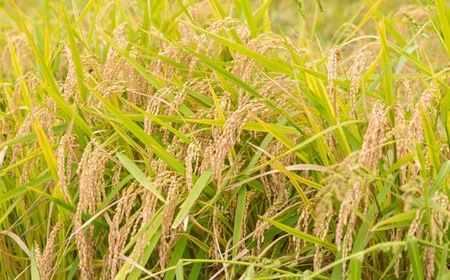 【12ヶ月定期便】みずほファーム UKIHA RICE (七分搗き5kg×12ヶ月)  【2025年11月より順次発送予定】 米 ヒノヒカリ お米 ご飯 うきは市