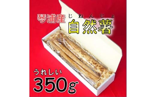 
            【先行予約】自然薯 350g 鳥取県琴浦町産 【12月上旬発送開始】
          