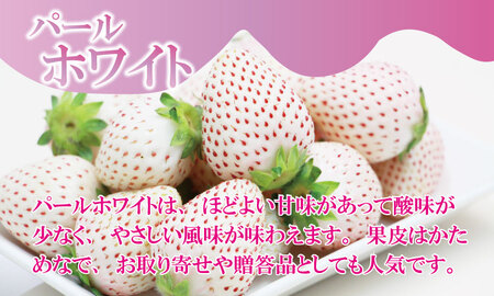 淡雪＆パールホワイト（各１パック）220g×2（合計440g）農家直送 水田苺園　農家 直送品 果物 くだもの フルーツ 人気 ランキング 高評価 苺 イチゴ  B140-038