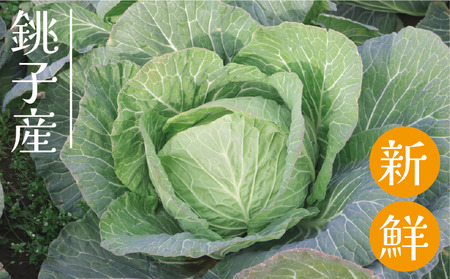 ドライキャベツ 計160g (10g×16袋) きゃべつ 野菜 乾燥 キャベツ 野菜 野菜 野菜 千葉県 銚子市 しんえもん農園【11～5月発送】