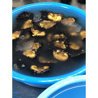 ふるさと納税 田野畑村 塩にこだわり! 塩うに 1本 |  | 02