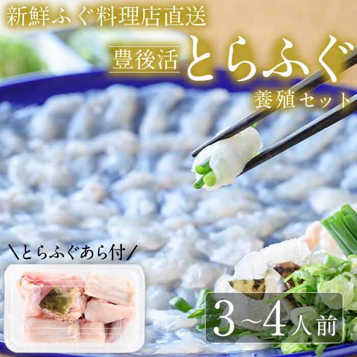 【ふるさと納税】＜着日指定必須＞新鮮ふぐ料理店直送　「豊後活とらふぐセット 養殖3-4人前」とらふぐ ふぐ フグ あら ふぐ刺し フグ刺し ふぐ刺身 フグ刺身 刺身 鮮魚 冷蔵 国産 大分県 佐伯市【HD76】【さいき本舗 城下堂】