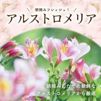ふるさと納税 酒田市 アルストロメリアの花束　計30本(白色、ピンク色、赤色/各10本) |  | 01