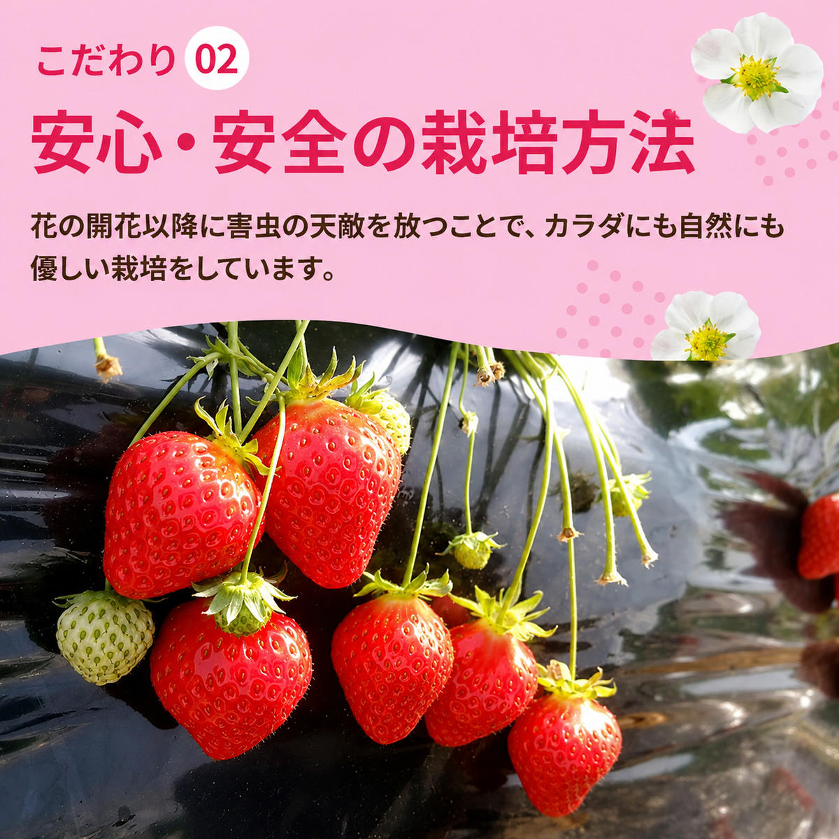いちご 古都華 約500g 250g×2パック 先行予約 高評価 冷蔵配送 フルーツ 果物 旬 産地直送 農家直送 完熟 旬の果物 お取り寄せ おやつ デザート ことか イチゴ 冷蔵 奈良県産 奈良 大和郡山市 BN001