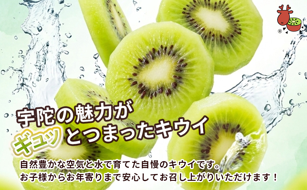 ＜12月以降順次発送＞プレミアム キウイ フルーツ 3L サイズ