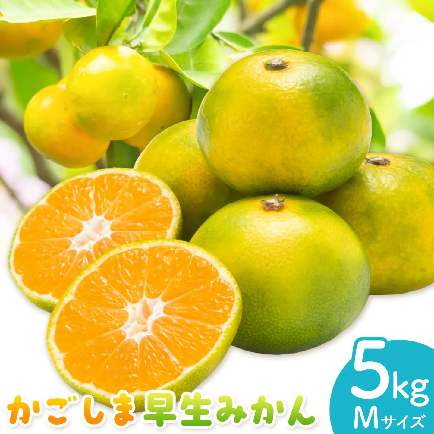 かごしま早生みかん M 5kg 田野農園《10月中旬-1月中旬頃出荷》鹿児島県 さつま町
