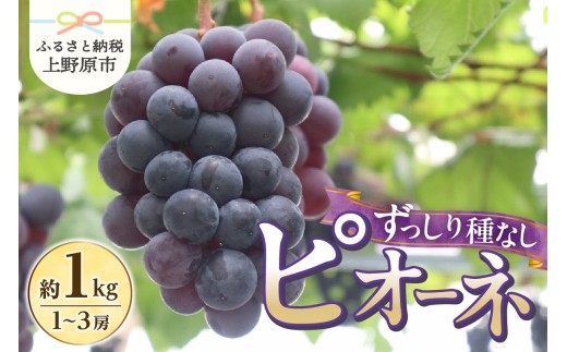 ★2026年先行予約★ 【山梨県産】ぶどう約1kg（種なしピオーネ）山梨県産 ピオーネ 種なし 約1kg 1～3房 ぶどう 葡萄 ブドウ 黒ぶどう 果物 くだもの 山梨 先行 予約 旬 フルーツ デザート 甘い ジューシー お取り寄せ 人気 厳選 山梨県 上野原市 送料無料 ※沖縄県・離島不可