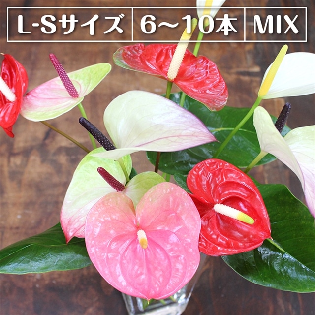 AP-3mixz 富津産切花アンスリューム（L-Sサイズ）【色合い：おまかせMIX】