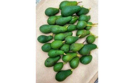 先行受付】油分たっぷり！！露地栽培の国産アボカド 1kg【TF001_x】| 国産 アボカド 松山アボカド アボガド サラダ アボガド 国産 アボカド 松山アボカド アボガド サラダ アボガド