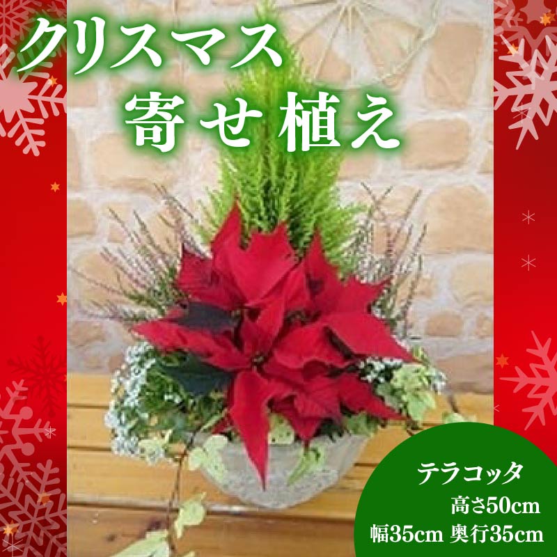 【ふるさと納税】 ポインセチア 寄せ植え 赤 テラコッタ 花鉢 クリスマス ガーデニング 冬 季節の花 ギフト プレゼント 贈答用 植物 庭 ガーデン 先行予約 2025年11月中旬より発送開始 オンライン決済限定 園芸 鉢植え 観葉植物 インテリア 室内装飾 玄関飾り 藤枝市 静岡県