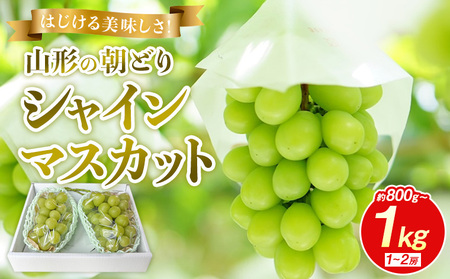 はじける美味しさ！山形の朝どりシャインマスカット 800g～1kg 1～2房【令和8年産先行予約】FS25-134