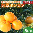 【ふるさと納税】先行受付 ポンカン 天草 5kg 箱 天草産 柑橘 みかん 樹上完熟栽培 香り高い すっきりとした甘さ 果物 フルーツ 果樹園 有楽園 のし対応可 お取り寄せ お取り寄せフルーツ 熊本県 天草市 送料無料