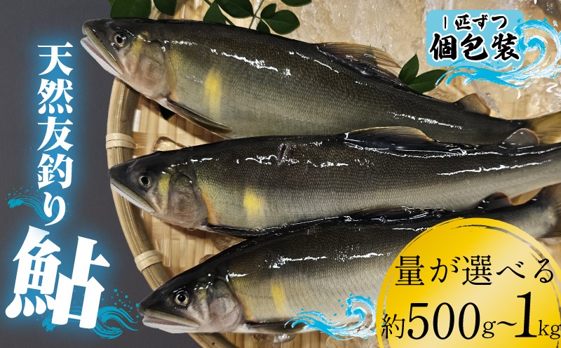 
            【期間限定】処理済み 天然友釣り鮎【釣ったその日に処理、鮮度抜群】 選べる 約 500ｇ 約 1kg 6~18尾 冷凍 アユ 天然鮎 川魚 鮮魚 魚介 鮎 あゆ 友釣り鮎 あゆ 香魚 期間限定 鮮度抜群  処理済み 魚 生あゆ 天然 鮎 小分け 魚 個包装 便利 高知県 安芸市
          
