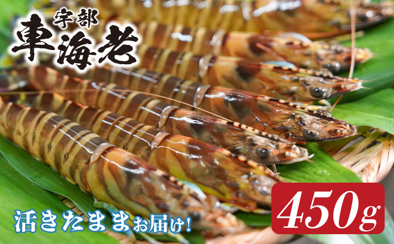 
山口県宇部産 活き車海老 (450g）
