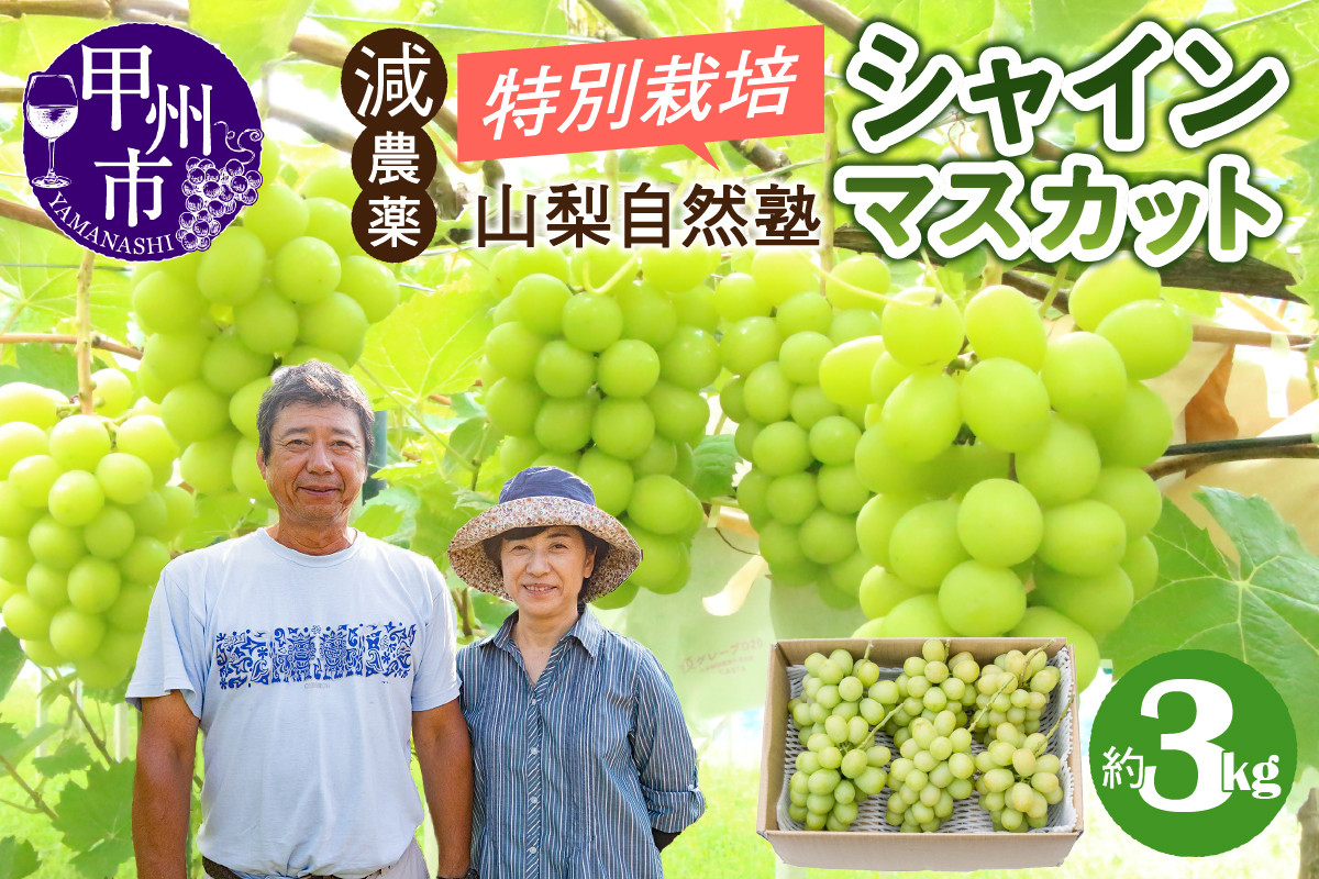 
            減農薬「特別栽培」やまなし自然塾の甲州市産シャインマスカット 約3kg【2025年発送】（YSGK）C5-160 【シャインマスカット 葡萄 ぶどう ブドウ 令和7年発送 期間限定 山梨県産 甲州市 フルーツ 果物】
          