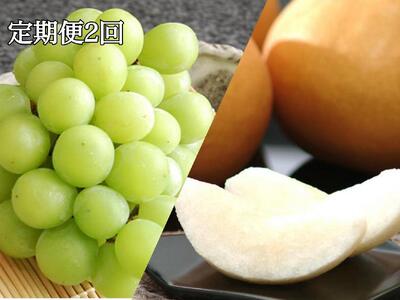 【定期便2回】シャインマスカット 1房 約600g（9月発送）・ 新高梨 4～5玉 約2.5kg（10月発送） | フルーツ 果物 くだもの シャインマスカット マスカット 葡萄 ぶどう ブドウ 梨 なし ナシ 新高梨 岡山県産 国産 ギフト 贈答用 プレゼント シャインマスカット 梨 なし ナシ 新高梨 フルーツ 果物