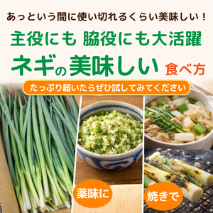 青ねぎ 5kg ネギ 訳あり 4～6月発送 【 ねぎ 】