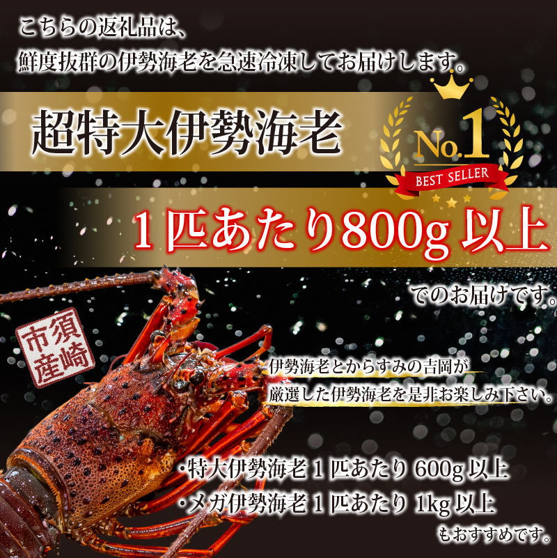 【伊勢海老】 超特大伊勢海老 5匹