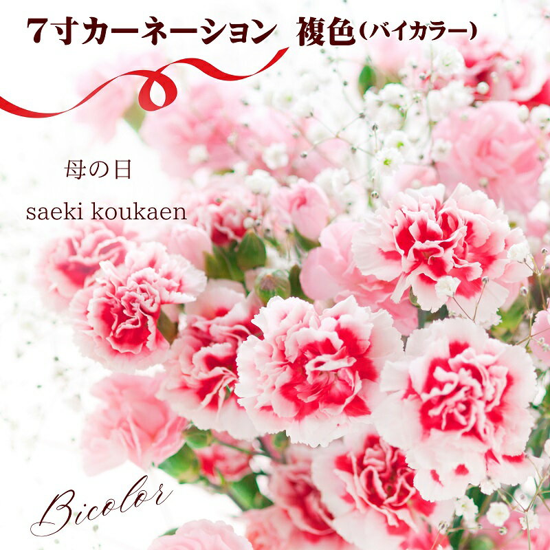 【ふるさと納税】7寸カーネーション　複色（バイカラー）母の日ギフト 花 フラワー 植物 お花 贈り物 珍しいカーネーション 底面給水 母の日のプレゼント 　お届け：2025年4月下旬～5月上旬
