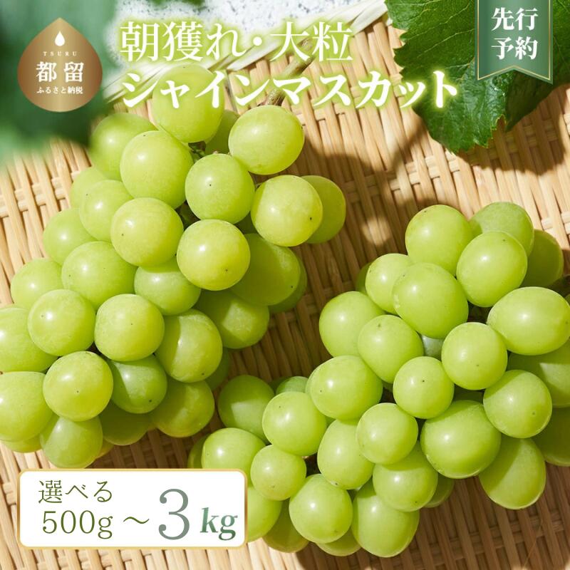 【ふるさと納税】【2026年先行予約！】山梨県産　シャインマスカット 選べる500g以上 ～3.0kg ||【厳選】 送料無料 山梨 ぶどう シャイン やまなし 新鮮 農家直送 都留市 種なしブドウ マスカット 【冷蔵】
