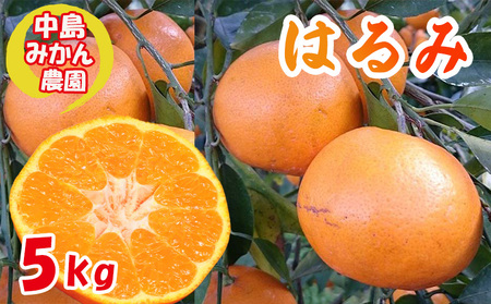 【2027年3月中旬頃から順次発送】 はるみ 小玉 5kg 中島みかん農園｜先行予約 蜜柑 みかん 小粒 わけあり 訳あり 甘い 柑橘 愛媛 糖度 数量 限定 愛媛 松山【NM0081】