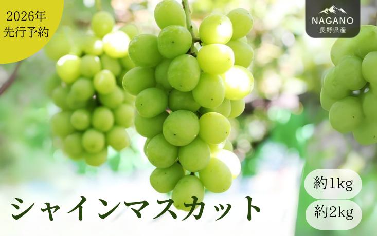 
            【先行予約】 ぶどう シャインマスカット（長野県産秀品） 約1kg or 約2kg / 2026年9月下旬～11月上旬頃 配送予定 // 種なし 皮ごと 葡萄 ブドウ ぶどう 長野県 南信州 シャイン マスカット 大粒 甘い 葡萄 人気 新鮮 MS30 MS31
          