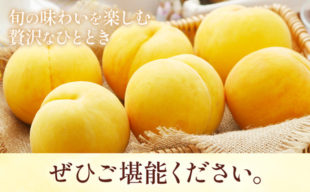 黄金桃 6玉《9月上旬-9月下旬頃出荷》 桃