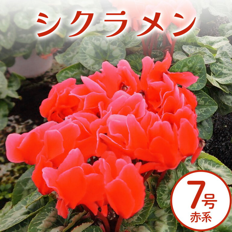 【ふるさと納税】シクラメン 7号 赤系