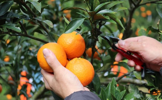 たんかんは農家さんがひとつひとつ大切に手作業で摘んでいます。