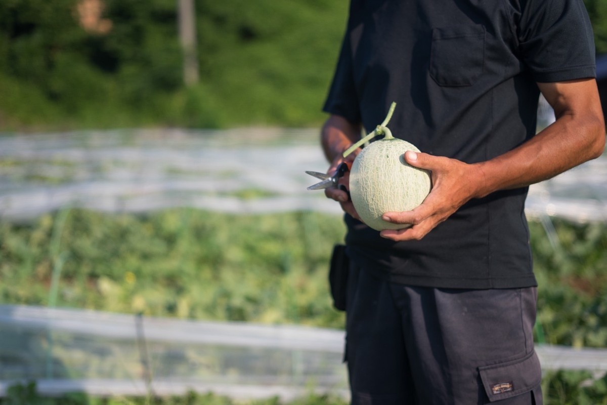 【先行予約】幻のメロン 新芳露 2玉（2026年7月下旬～発送）　BF00004