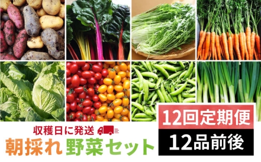 【全12回定期便】【 福岡県 糸島産 】 朝採れ 野菜 セット （ 12品 前後 ）《糸島》 【オーガニック ナガミツファーム】 [AGE026]