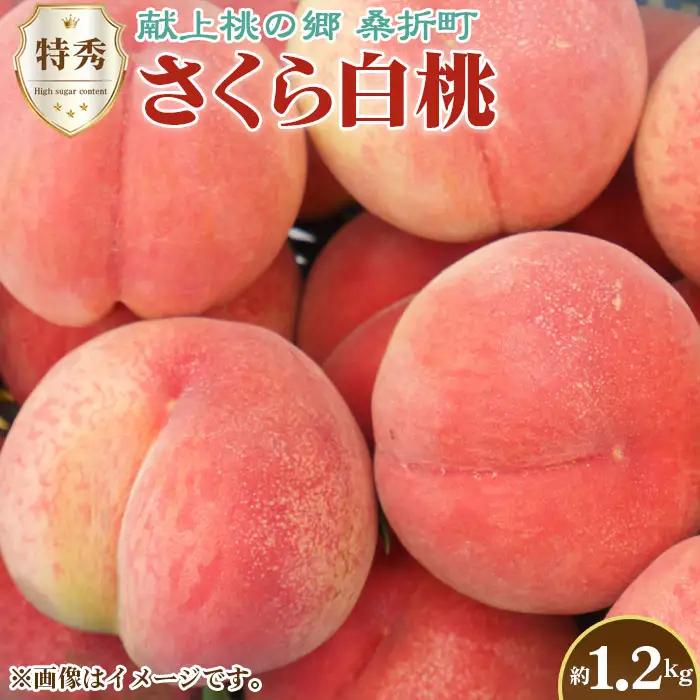 もも【さくら白桃・2026年産】特秀1.2kg　桑折町産　JAふくしま未来　桃 ／ モモ 果物 くだもの フルーツ 甘味 果汁 ジューシー 桑折 こおり こおりまち 福島県 特産品 ／ もも モモ 果物 フルーツ 旬 甘い 甘み ジューシー 果肉 果汁 新鮮 フレッシュ デザート おいしい 産地直送 桑折 こおり こおりまち 福島県 特産品 No.229