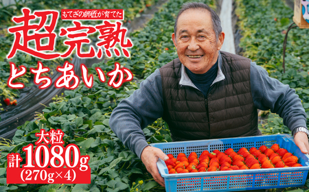 いちご【2月以降発送】朝採れとちあいか 大粒 約270g × 4パック 合計約1080g |イチゴ いちご