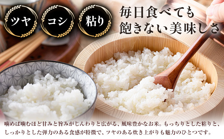 【先行予約】令和8年産 米 ひのひかり5kg 城農園《11月出荷》熊本県 菊池市 ふるさと納税 米 お米 ご飯 ごはん 白ご飯 七城 ひのひかり ヒノヒカリ 令和8年産 菊池米 先行予約 精米 白米