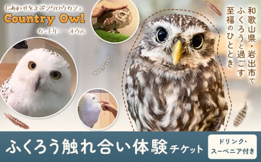 ふくろう触れ合い体験 (ドリンク スーベニア付き) カントリーオウル フクロウカフェ《30日以内に出荷予定(土日祝除く)》和歌山県 岩出市 ふくろう 体験 フクロウ ふれあい体験 チケット 送料無料